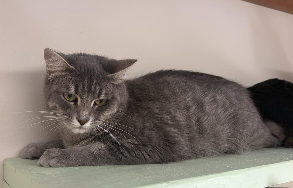 Pansy, Adoptable, Adult Female Domestic Medium Hair.