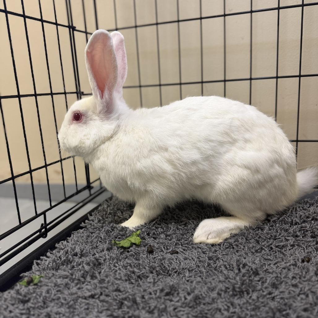 Buneary, Adoptable, Young Male American.