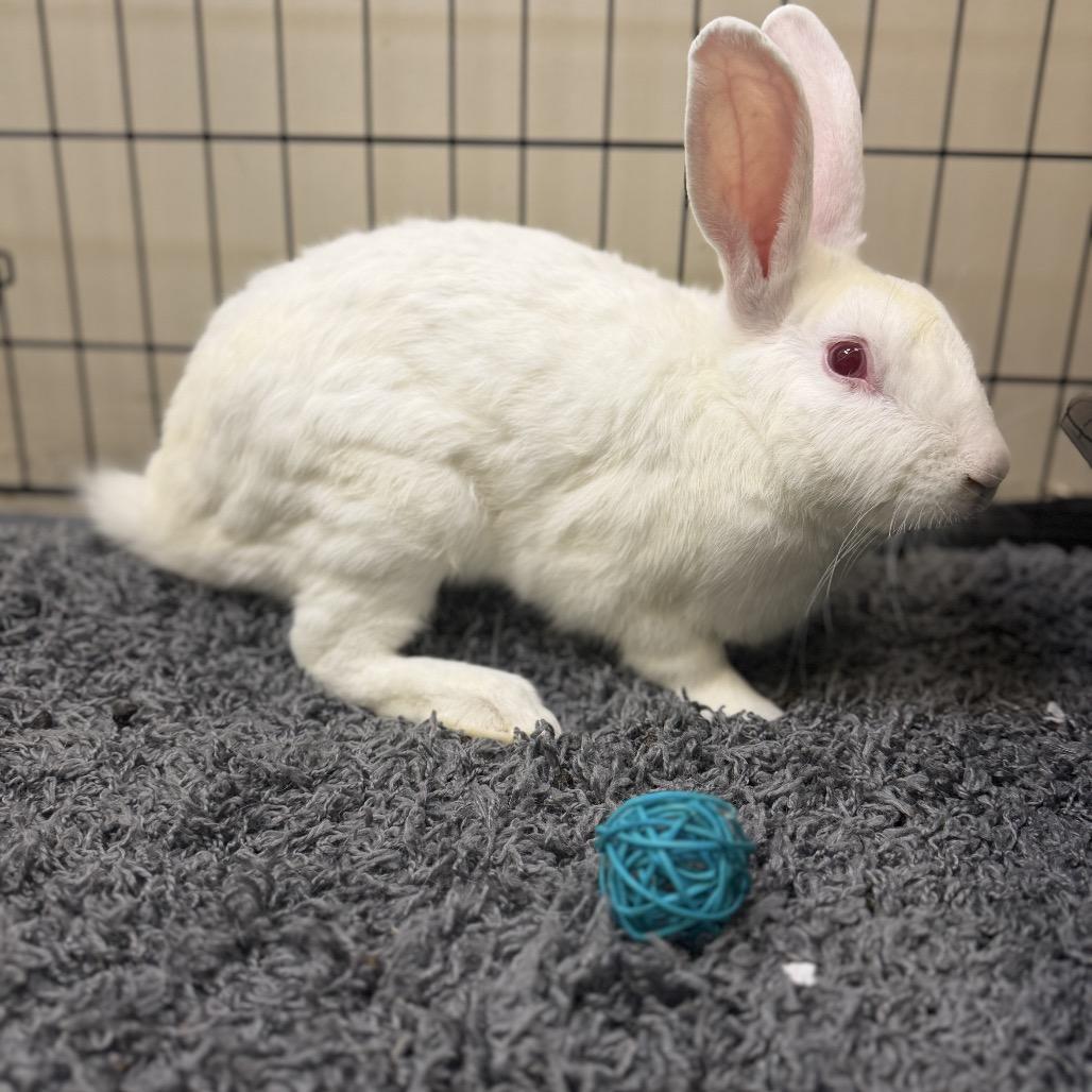 Enlarge Buneary, a Adoptable American in Palm Springs, CA image 2/5