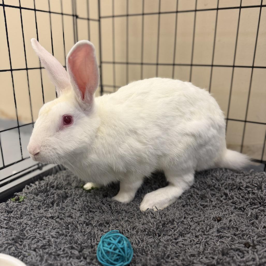 Enlarge Buneary, a Adoptable American in Palm Springs, CA image 3/5