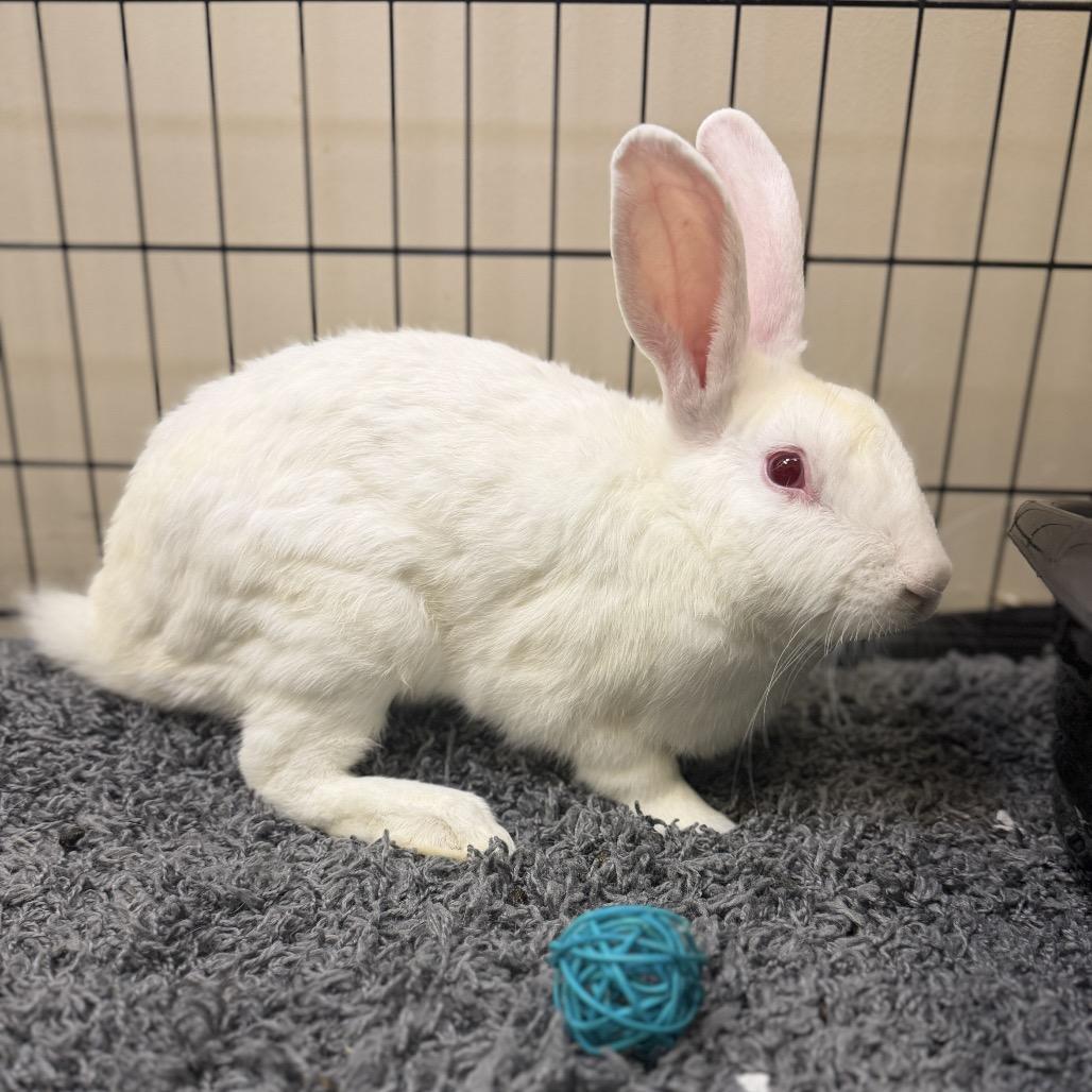 Enlarge Buneary, a Adoptable American in Palm Springs, CA image 4/5
