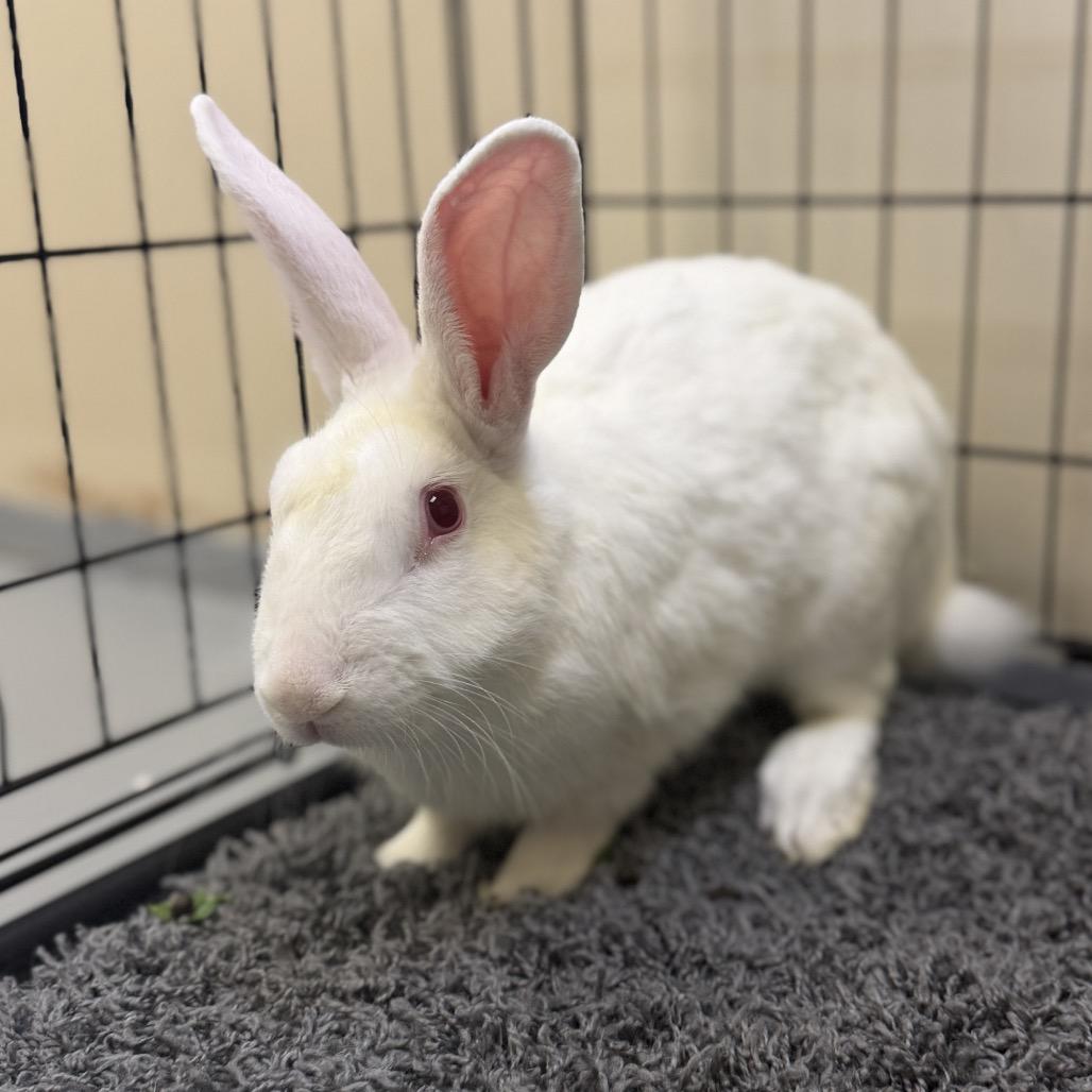 Enlarge Buneary, a Adoptable American in Palm Springs, CA image 5/5