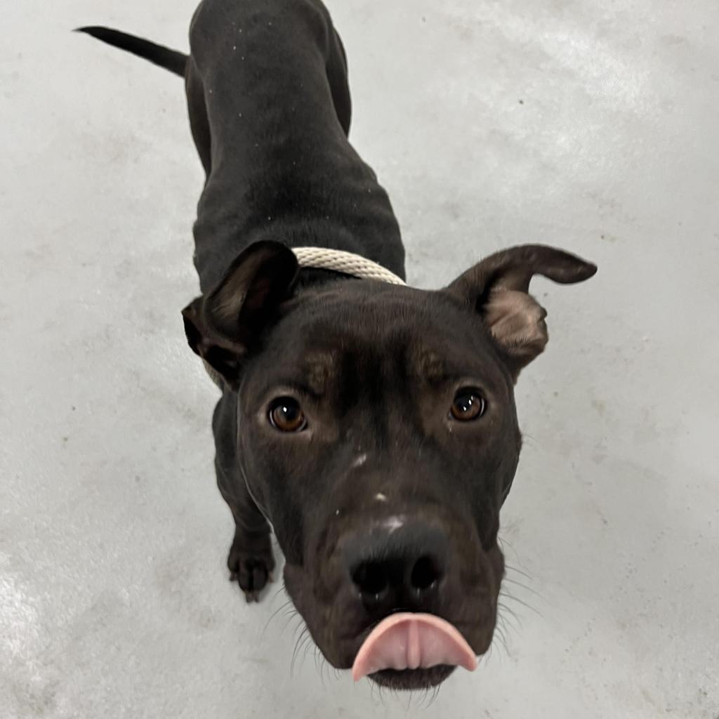 Enlarge Mijo, a Adoptable Mixed Breed in Lindenwold, NJ image 1/6