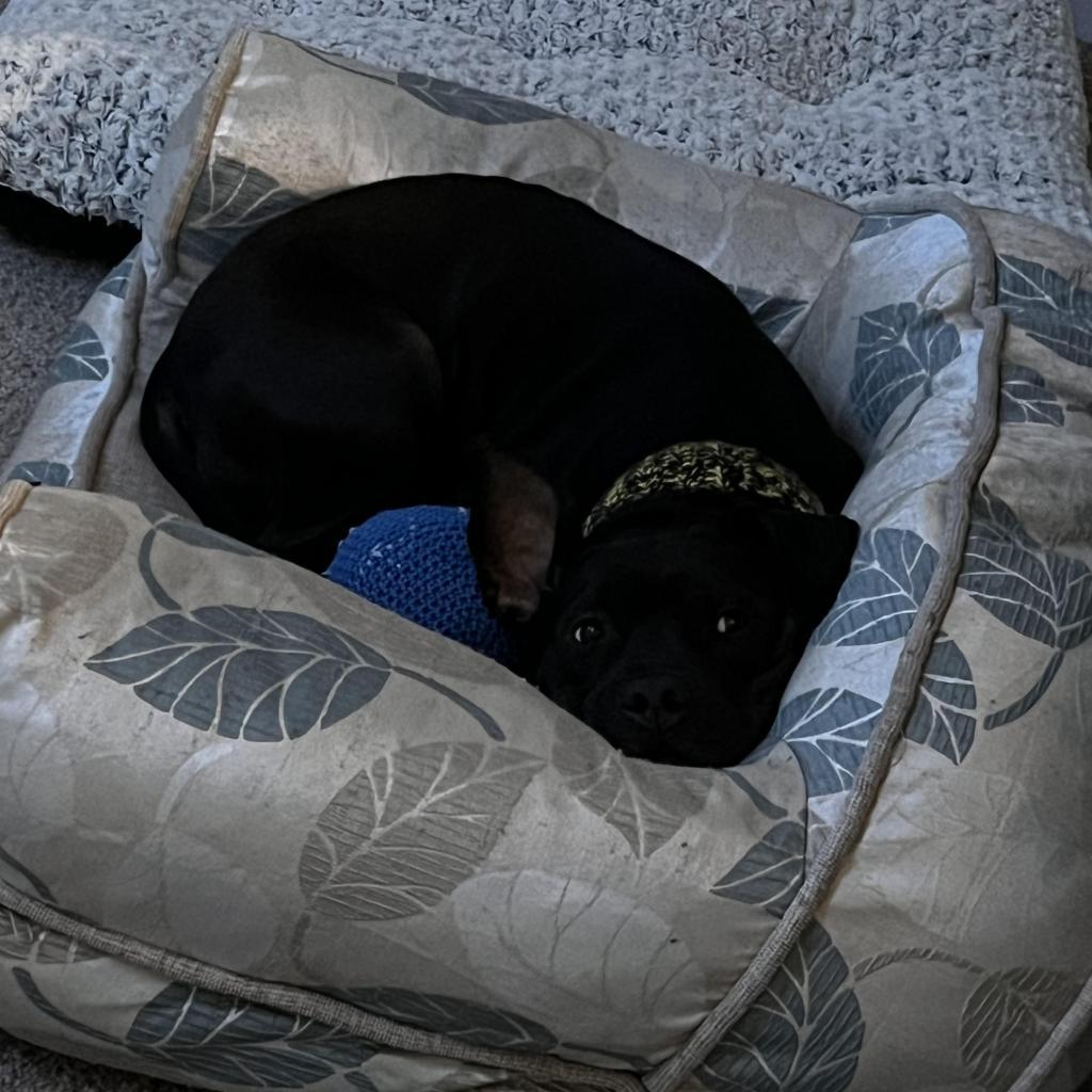 Enlarge Mijo, a Adoptable Mixed Breed in Lindenwold, NJ image 2/6