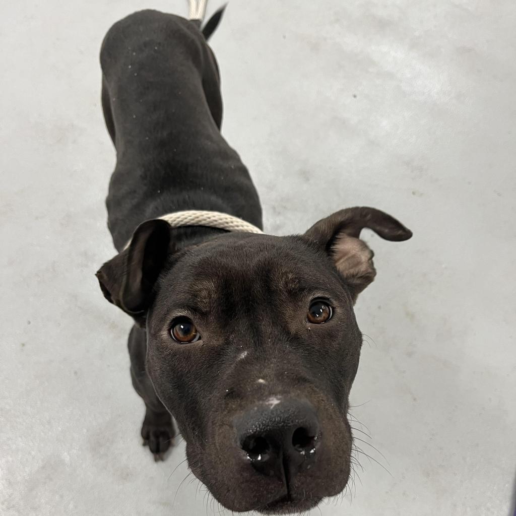 Enlarge Mijo, a Adoptable Mixed Breed in Lindenwold, NJ image 3/6