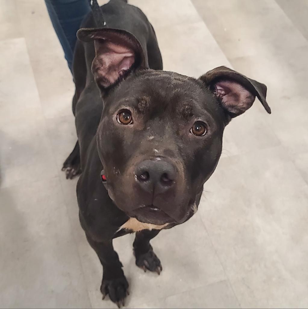 Enlarge Mijo, a Adoptable Mixed Breed in Lindenwold, NJ image 4/6