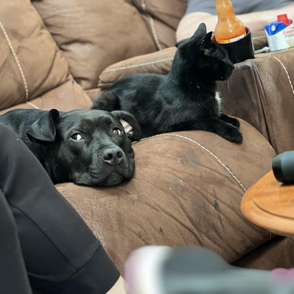 Enlarge Mijo, a Adoptable Mixed Breed in Lindenwold, NJ image 5/6