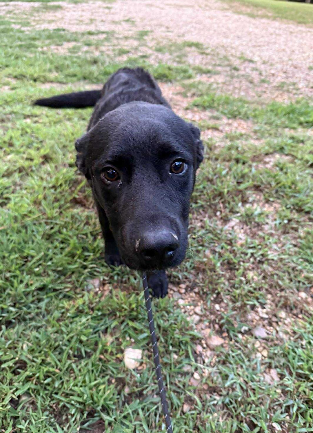 Enlarge Oatmeal, an adoption pending mixed breed in Youngstown, OH image 3/5