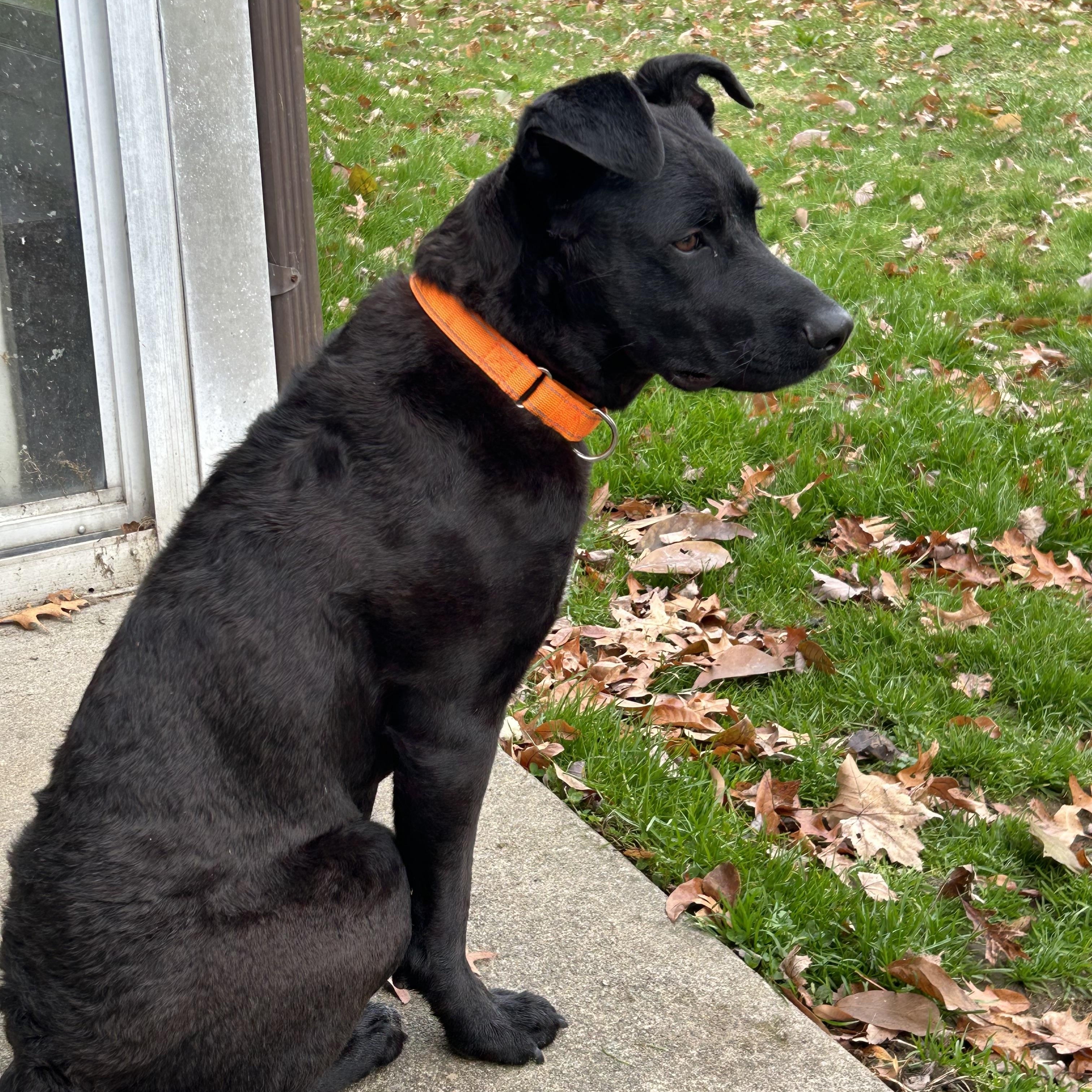 Enlarge Oatmeal, an adoption pending mixed breed in Youngstown, OH image 2/5