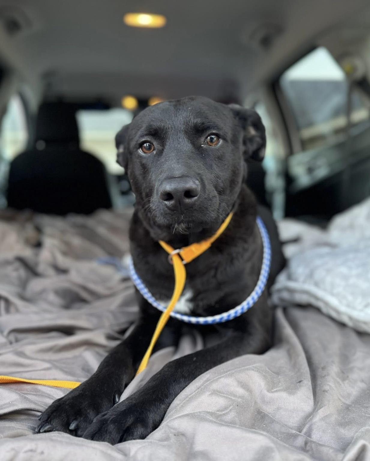 Enlarge Oatmeal, an adoption pending mixed breed in Youngstown, OH image 1/5