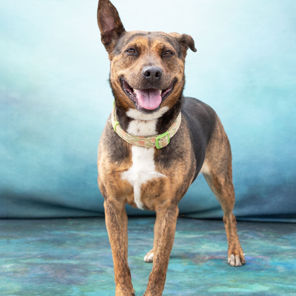 *Harper, Adult Female unknown