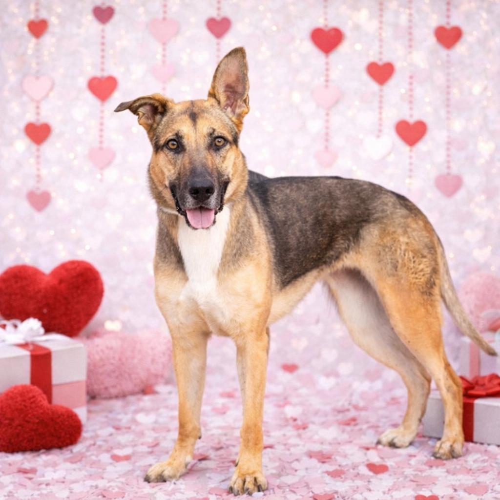 Enlarge *Harper, a Adoptable mixed breed in Justin, TX image 2/4