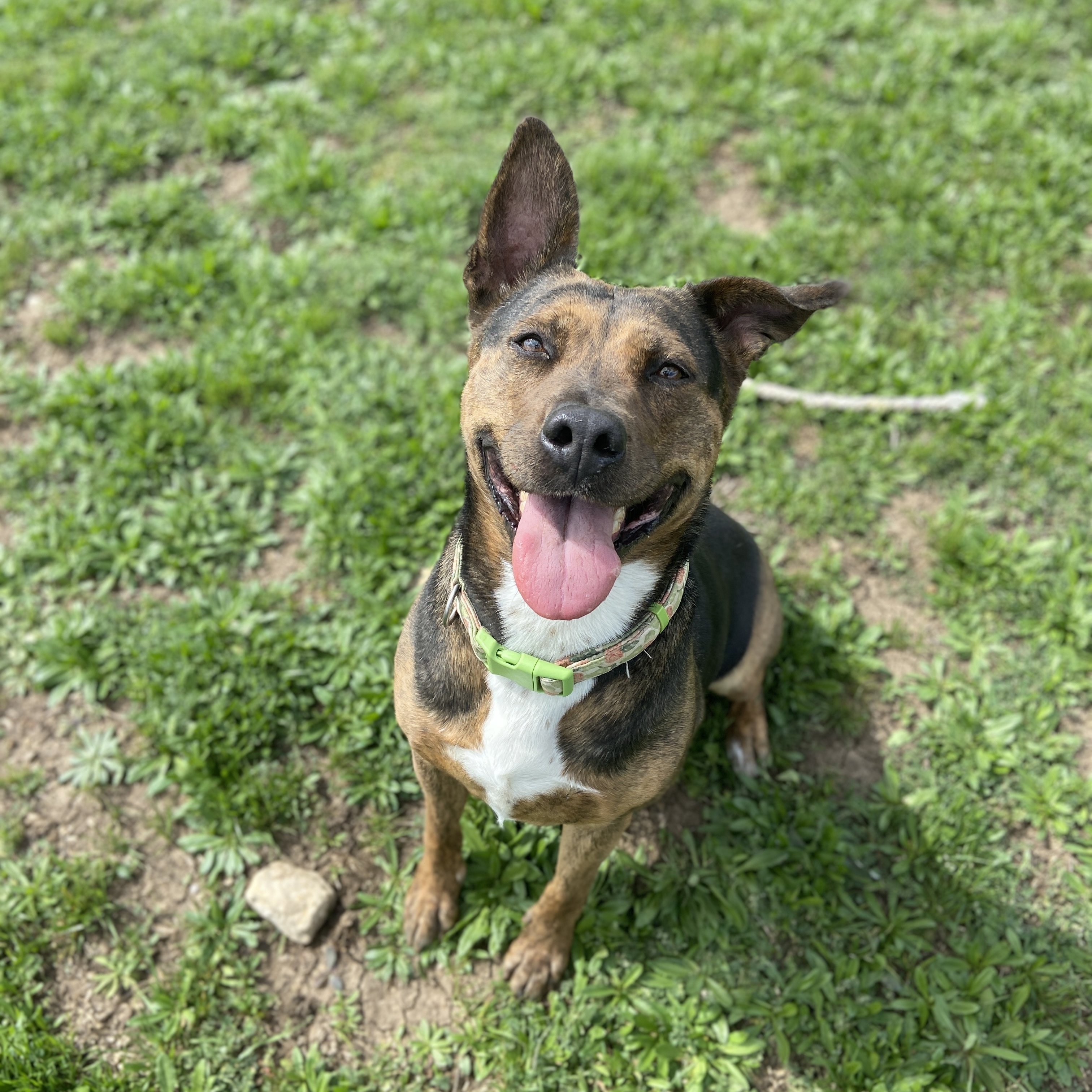 Enlarge *Harper, a Adoptable mixed breed in Justin, TX image 1/3