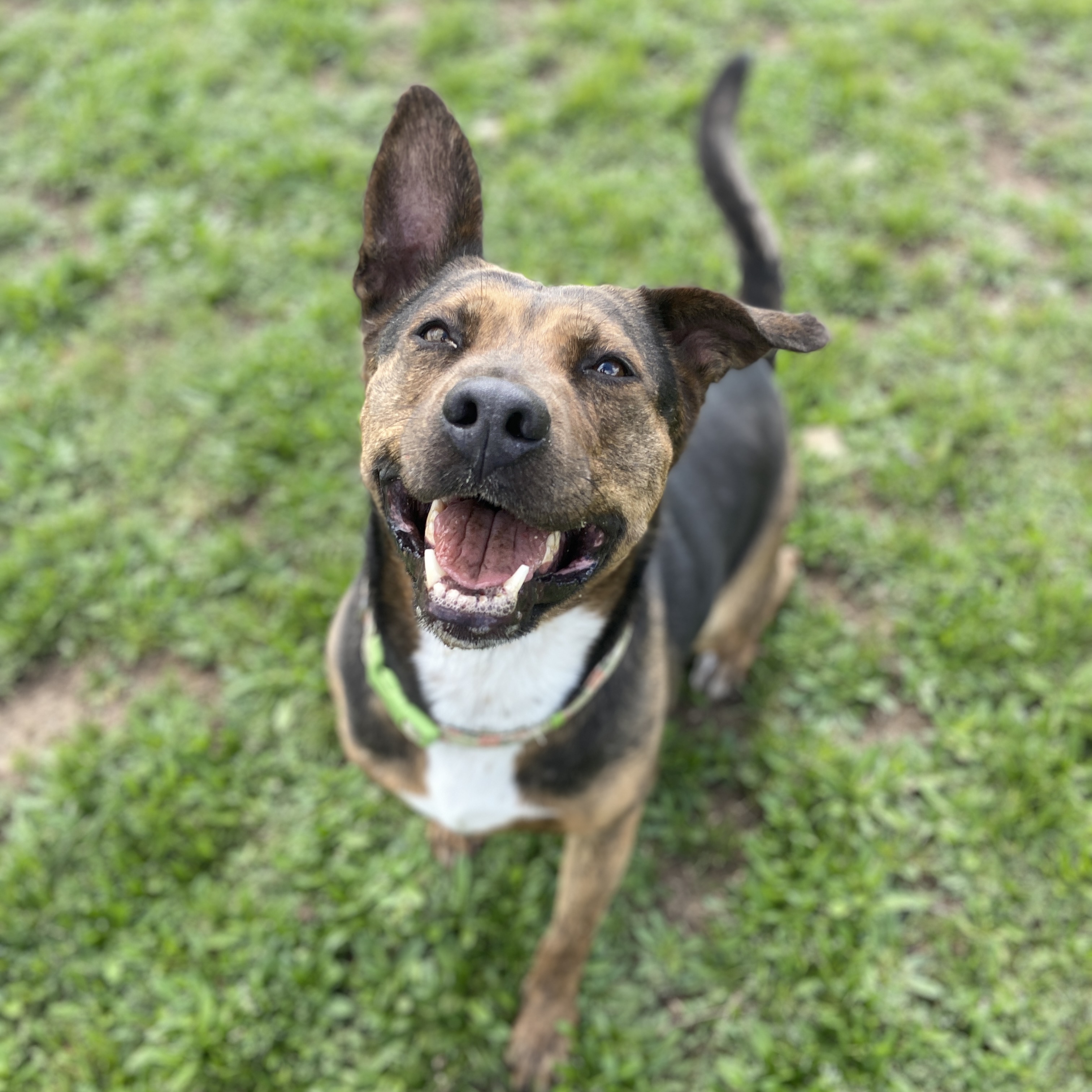 Enlarge *Harper, a Adoptable mixed breed in Justin, TX image 3/3