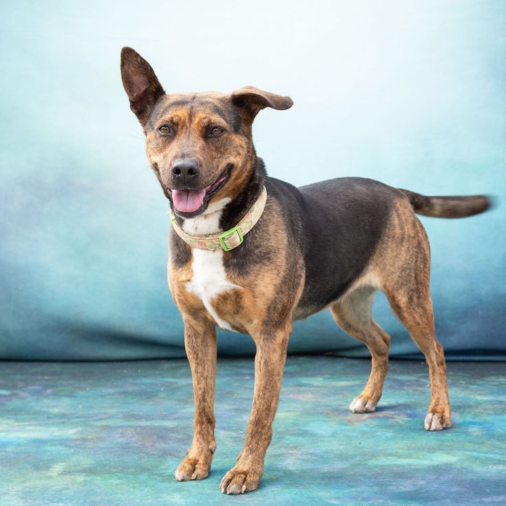 Enlarge *Harper, a Adoptable mixed breed in Justin, TX image 2/3