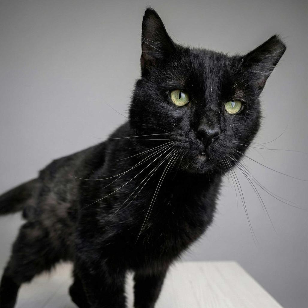 Enlarge Malachai, a Adoptable Domestic Short Hair in Dayton, OH image 1/3