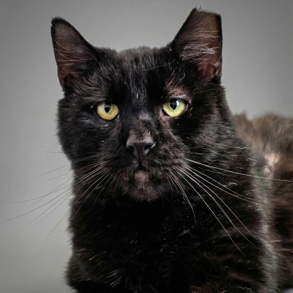 Enlarge Malachai, a Adoptable Domestic Short Hair in Dayton, OH image 2/3