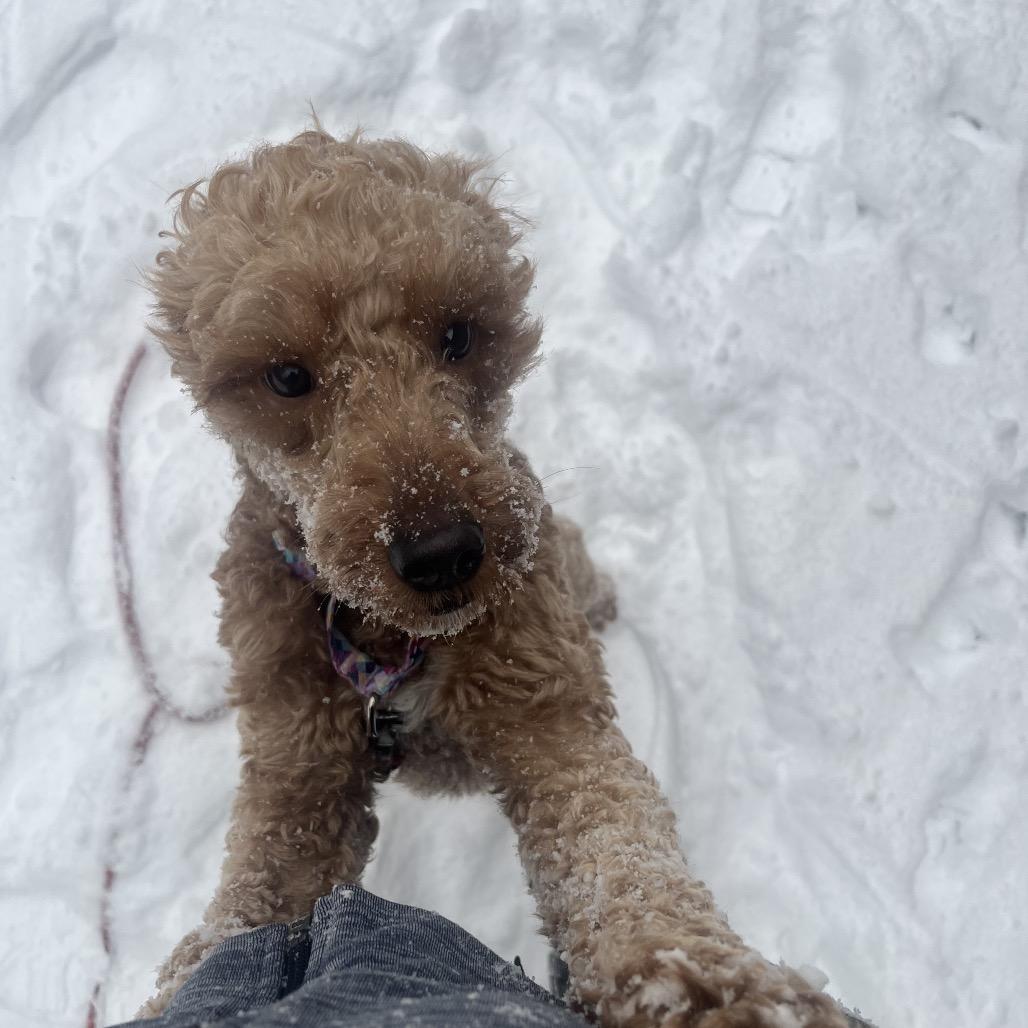 Flyer, a Adoptable mixed breed in Sinking Spring, PA image 1/6