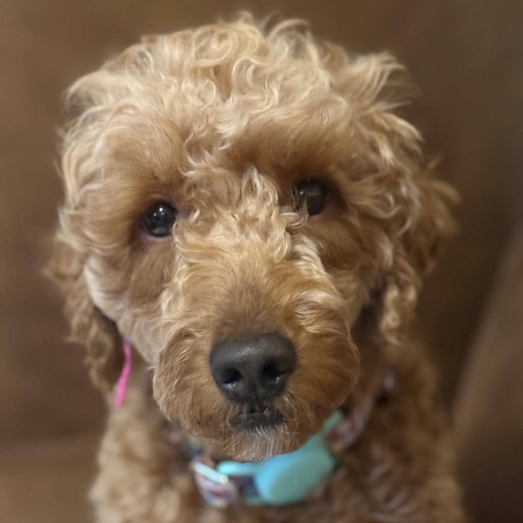 Flyer, a Adoptable mixed breed in Sinking Spring, PA image 2/6