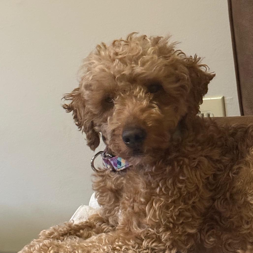 Flyer, a Adoptable mixed breed in Sinking Spring, PA image 3/6