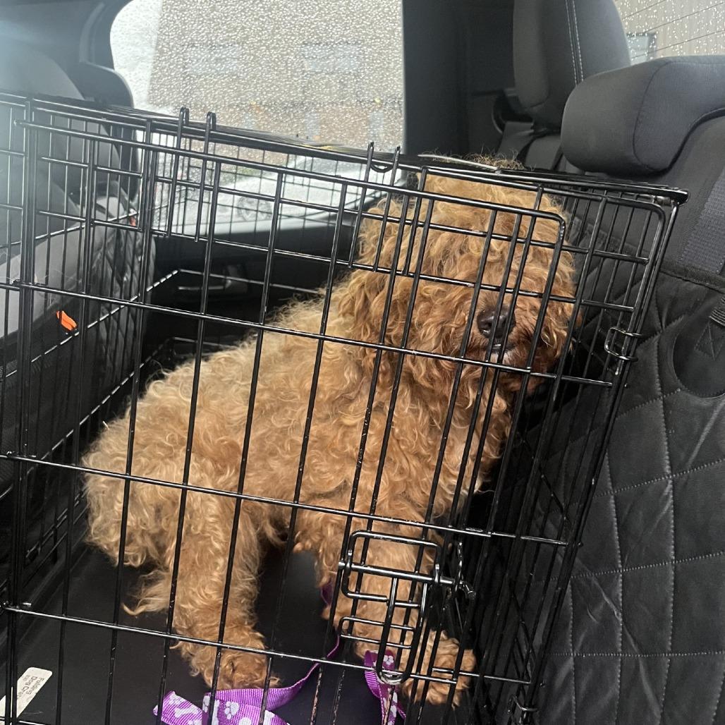 Flyer, a Adoptable mixed breed in Sinking Spring, PA image 4/6