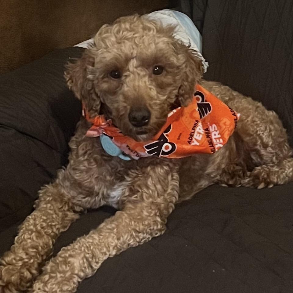 Flyer, a Adoptable mixed breed in Sinking Spring, PA image 5/6