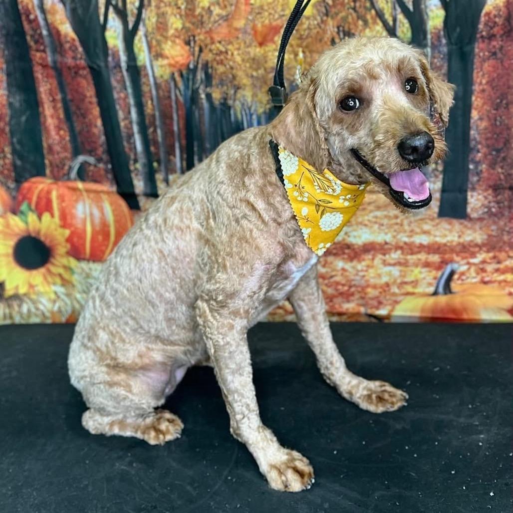 Flyer, a Adoptable mixed breed in Sinking Spring, PA image 6/6