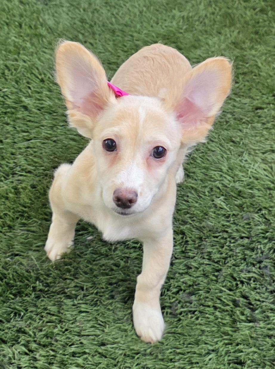 Enlarge Kaz, an adopted mixed breed in Fallbrook, CA image 4/6