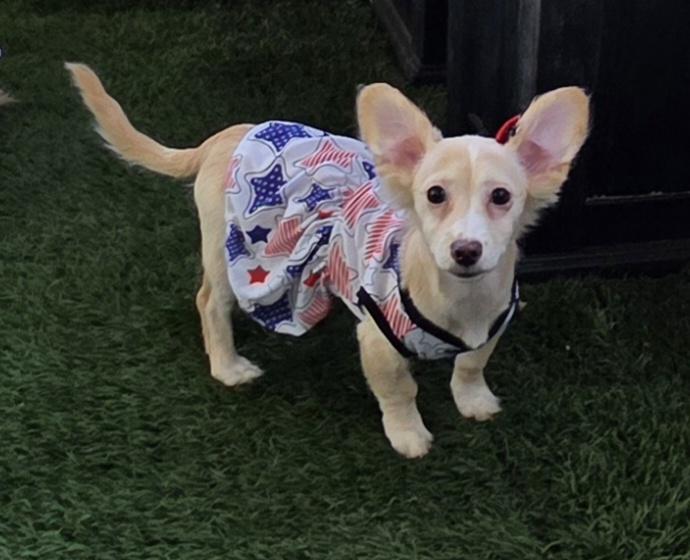 Enlarge Kaz, an adopted mixed breed in Fallbrook, CA image 3/6