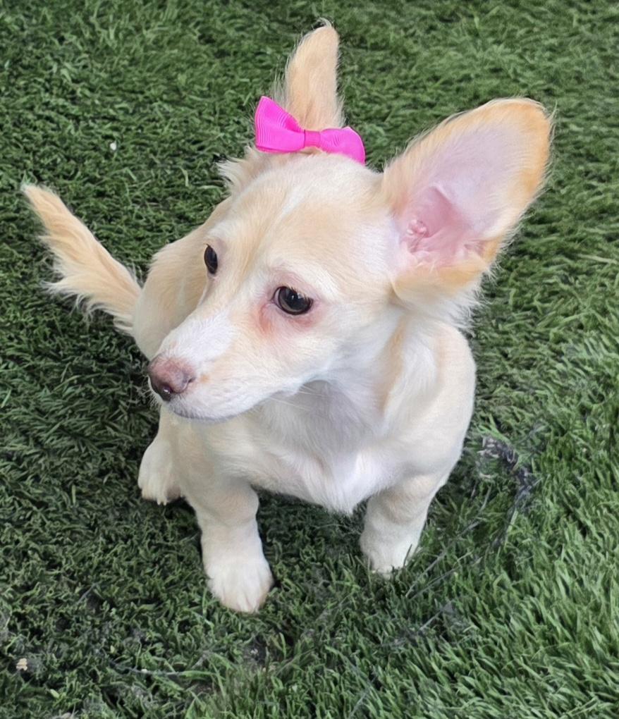 Enlarge Kaz, an adopted mixed breed in Fallbrook, CA image 5/6