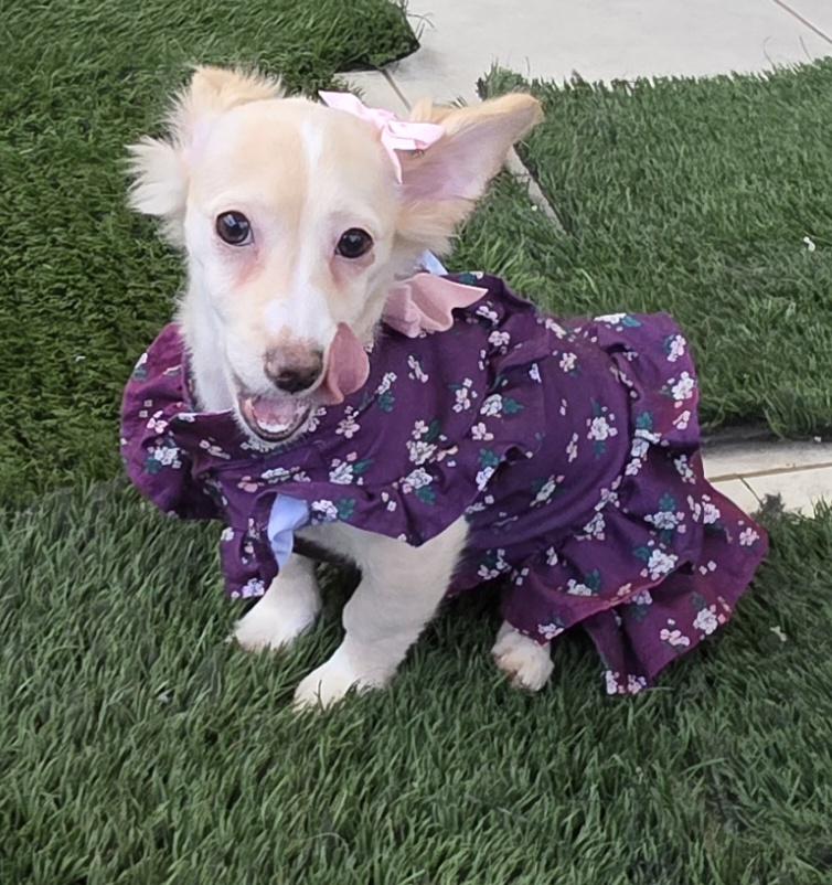 Enlarge Kaz, an adopted mixed breed in Fallbrook, CA image 6/6