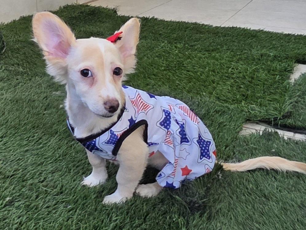 Kaz, adopted, Puppy Female Miniature Poodle & Corgi.