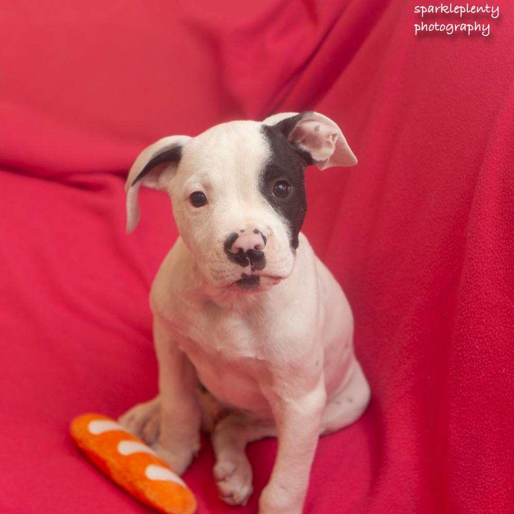 Enlarge Butch, a Adopted Mixed Breed in Ridgefield, CT image 1/4