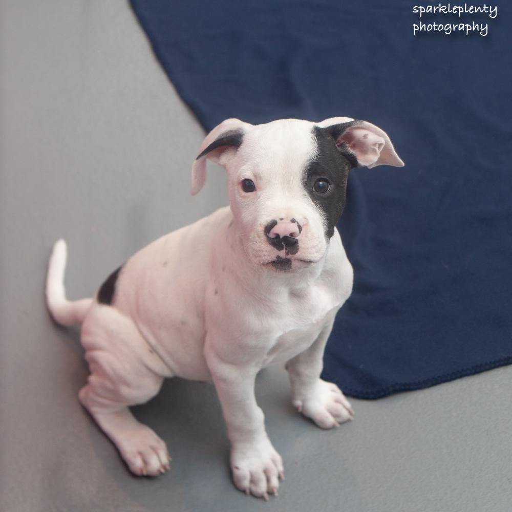 Enlarge Butch, a Adopted Mixed Breed in Ridgefield, CT image 2/4