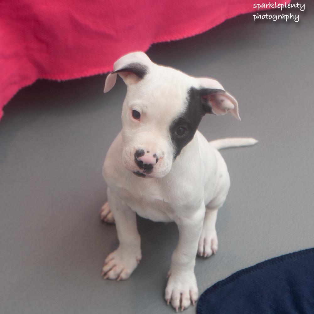 Enlarge Butch, a Adopted Mixed Breed in Ridgefield, CT image 3/4