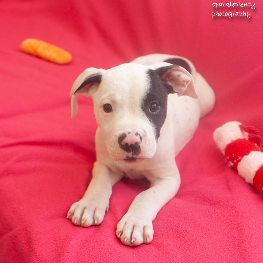 Enlarge Butch, a Adopted Mixed Breed in Ridgefield, CT image 4/4