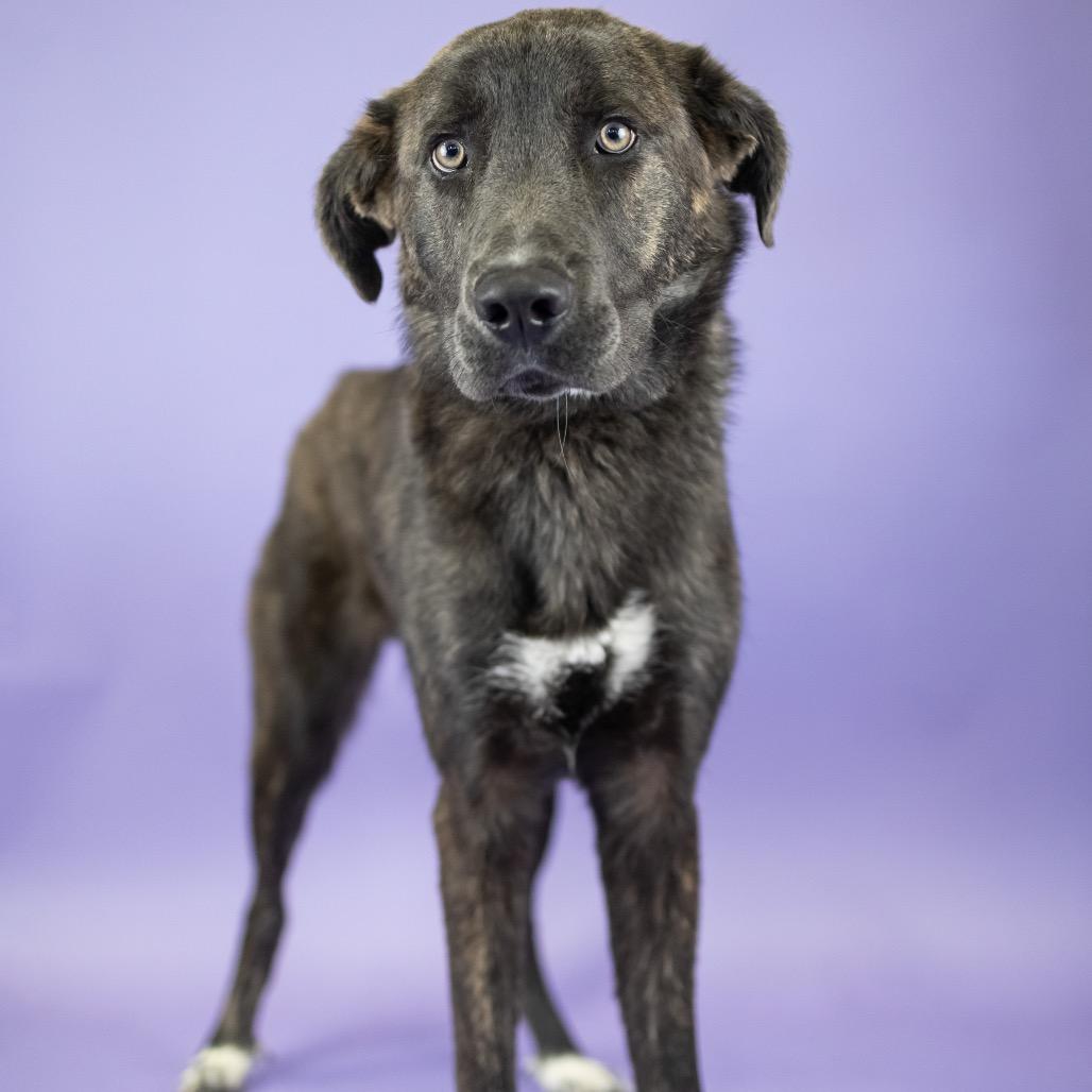 Beckham, Adoptable, Young Male Mixed Breed.