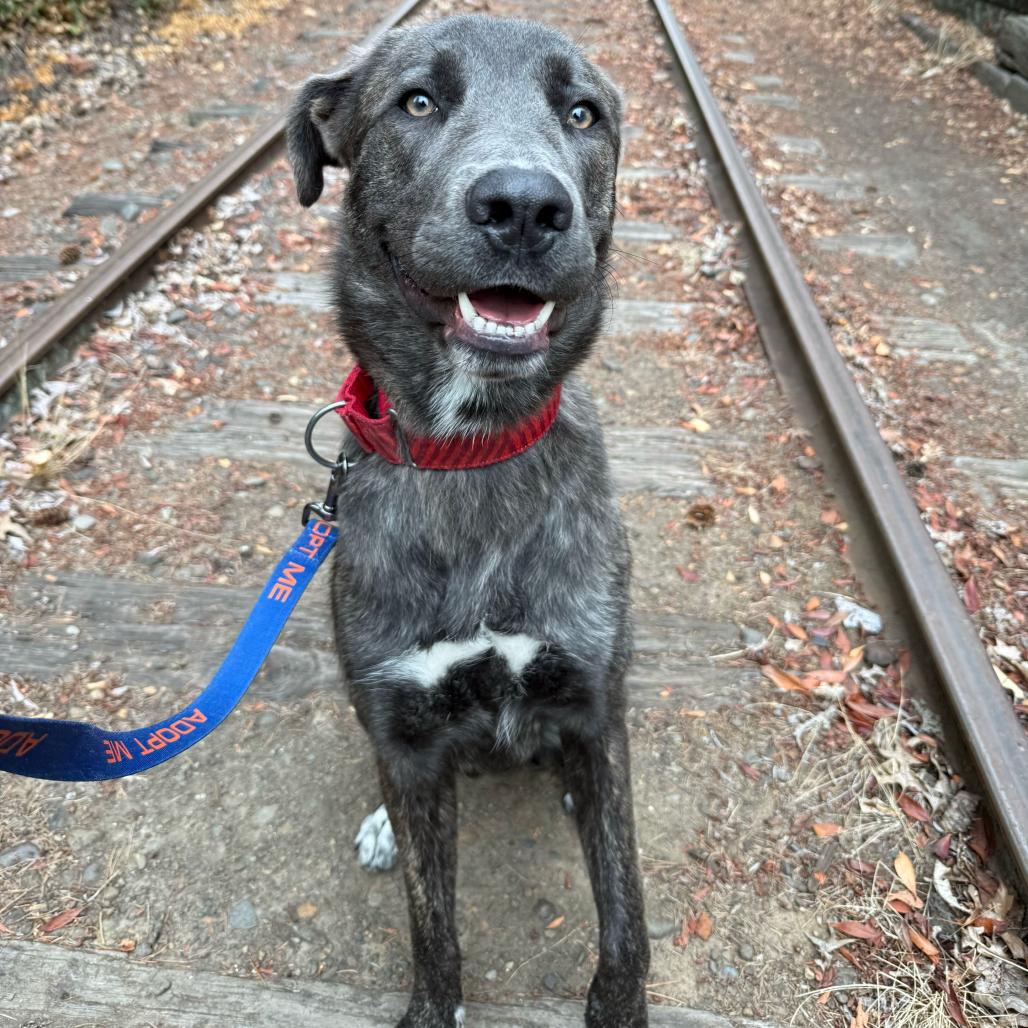 Enlarge Beckham, a Adoptable Mixed Breed in Portland, OR image 2/5