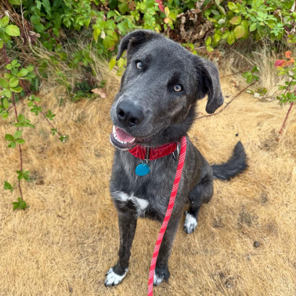 Enlarge Beckham, a Adoptable Mixed Breed in Portland, OR image 4/5