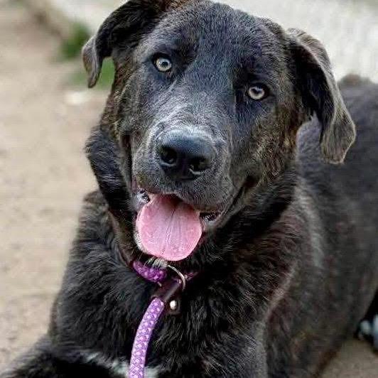 Enlarge Beckham, a Adoptable Mixed Breed in Portland, OR image 5/5