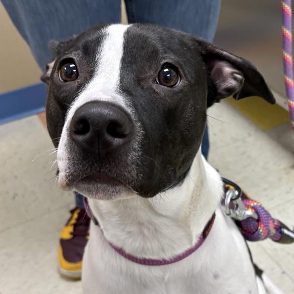 Enlarge Bella, a Adoptable mixed breed in Sioux City, IA image 1/4