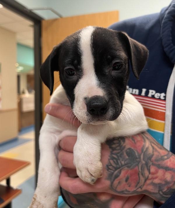 Enlarge Bella, a Adoptable mixed breed in Sioux City, IA image 2/4