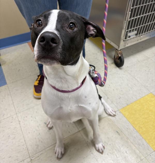Enlarge Bella, a Adoptable mixed breed in Sioux City, IA image 4/4
