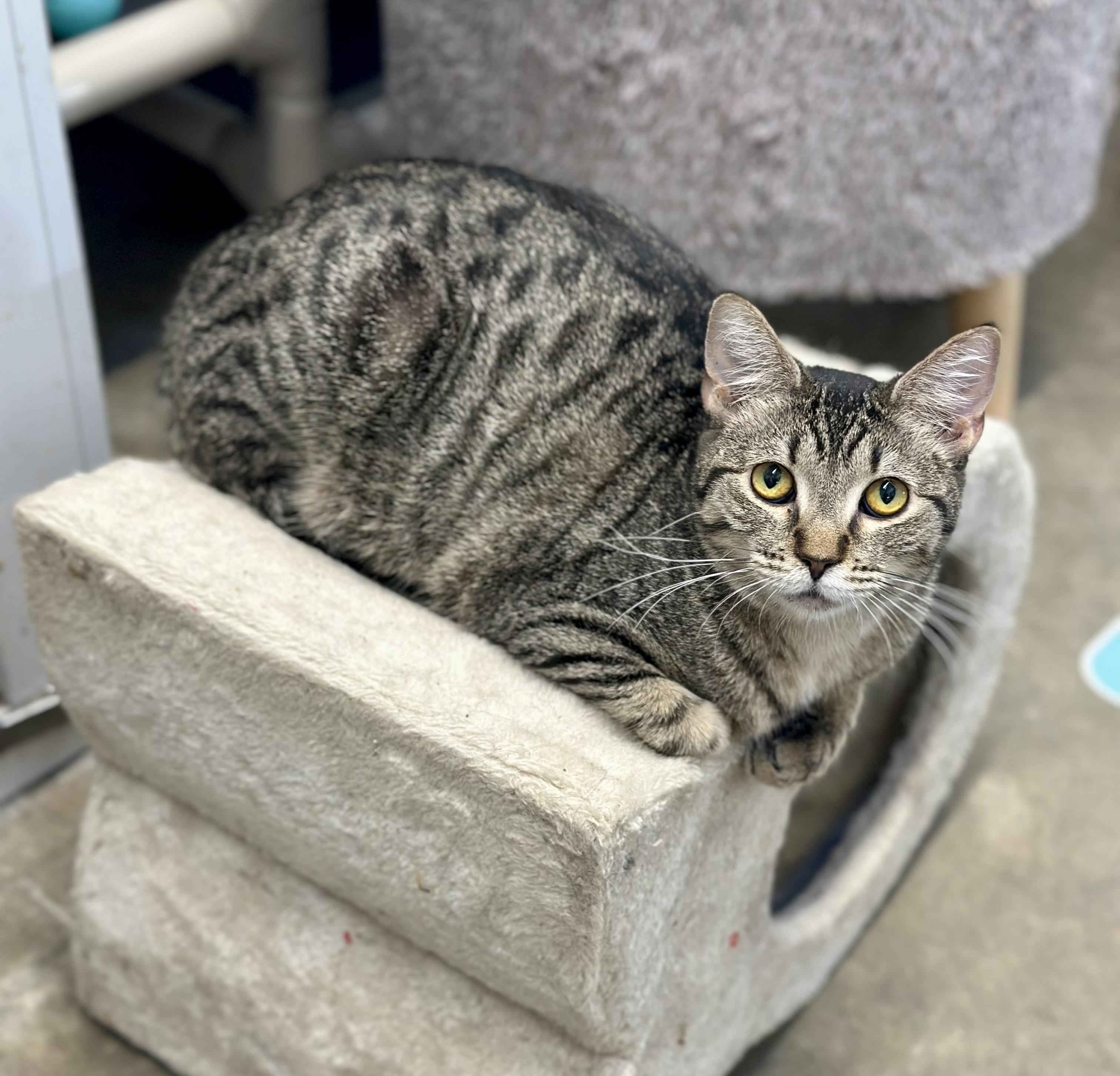 Summer, ADOPTABLE, Young Female Domestic Short Hair.