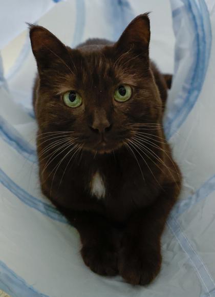 Enlarge Beastly, a Adoptable mixed breed in Baraboo, WI image 1/2