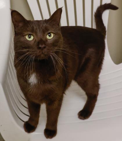 Enlarge Beastly FKA Umbra, a Adoptable mixed breed in Baraboo, WI image 1/2