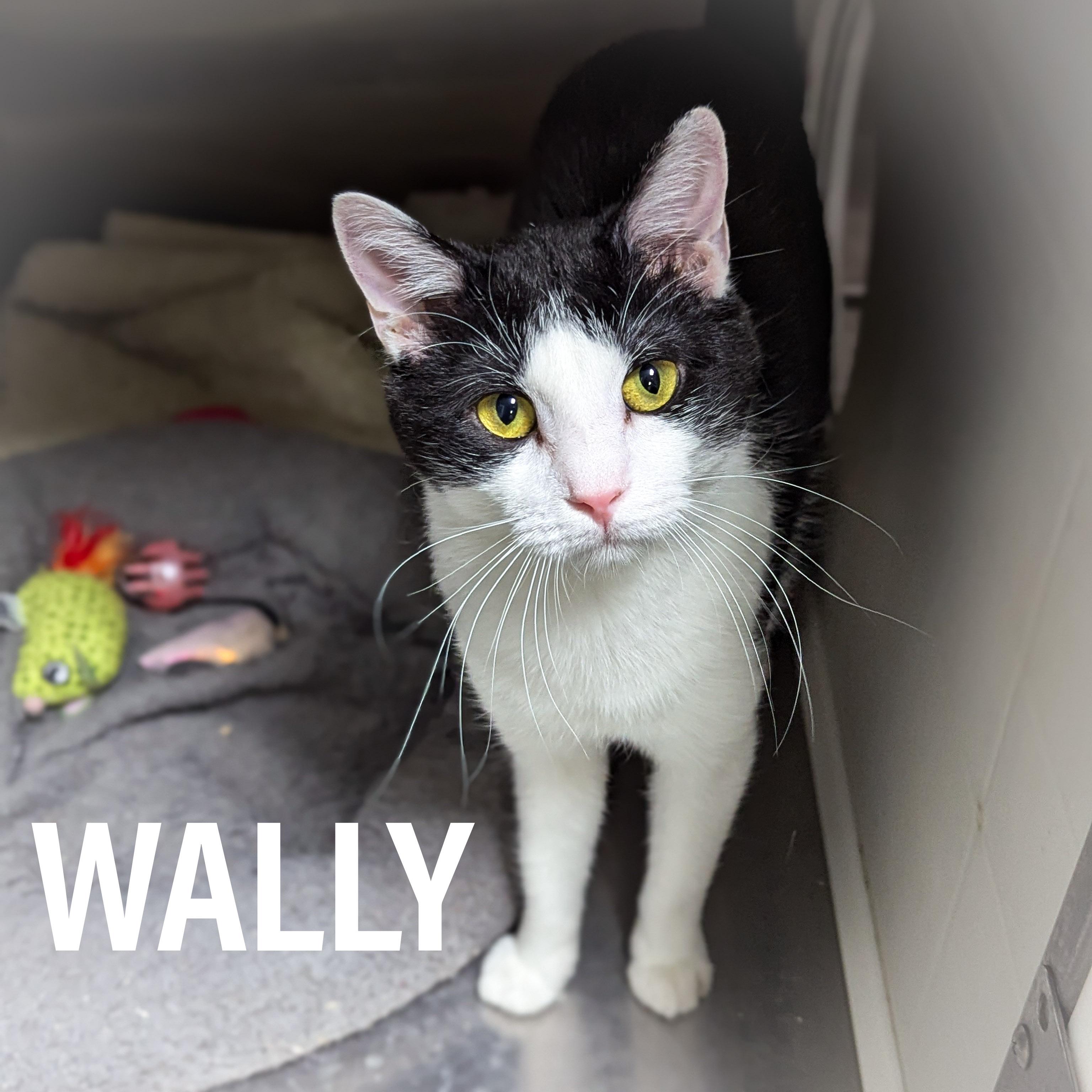 WALLY , ADOPTABLE, Adult Male Domestic Short Hair & Tuxedo.