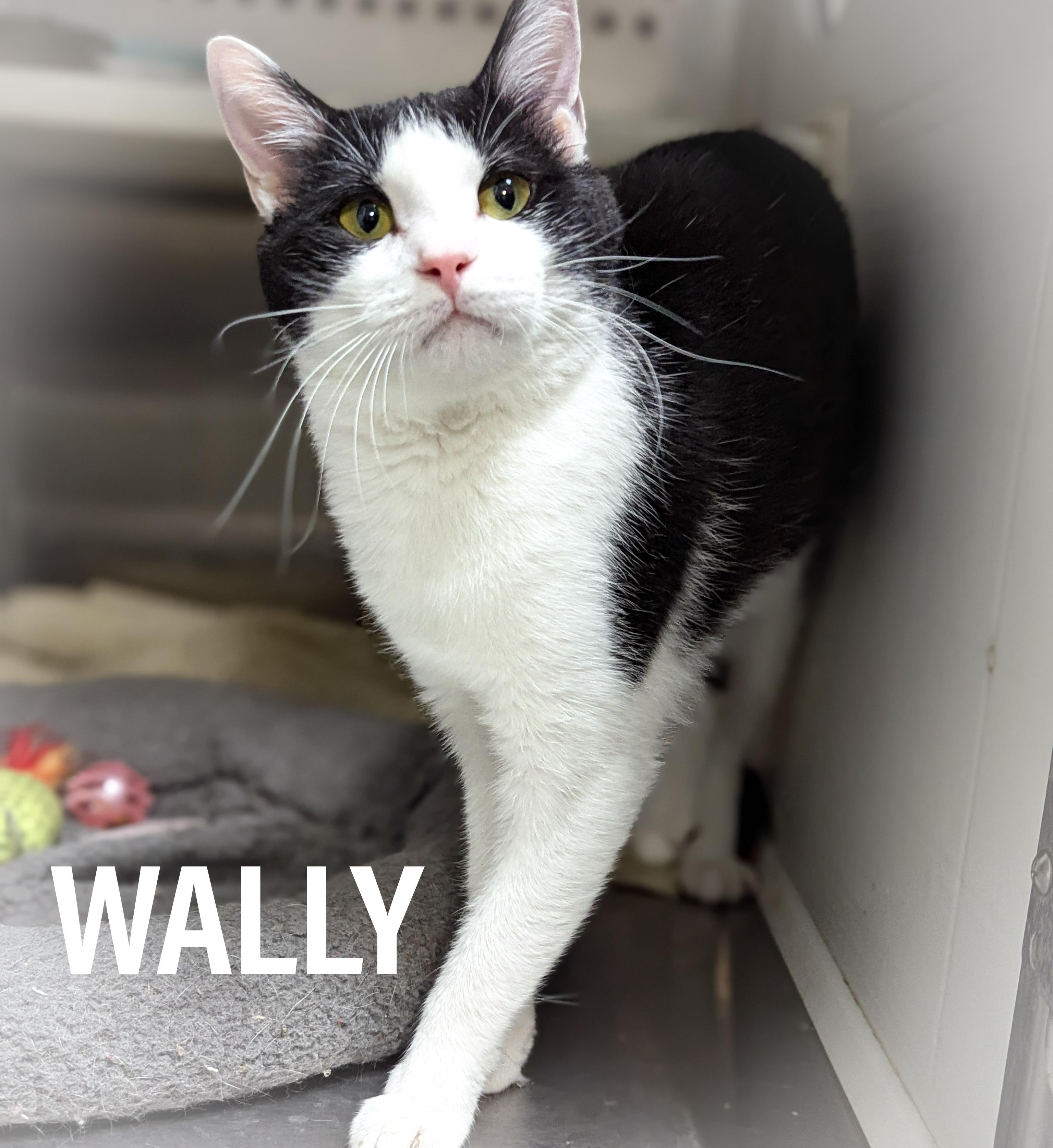 WALLY , a ADOPTABLE mixed breed in Griffith, IN image 3/4