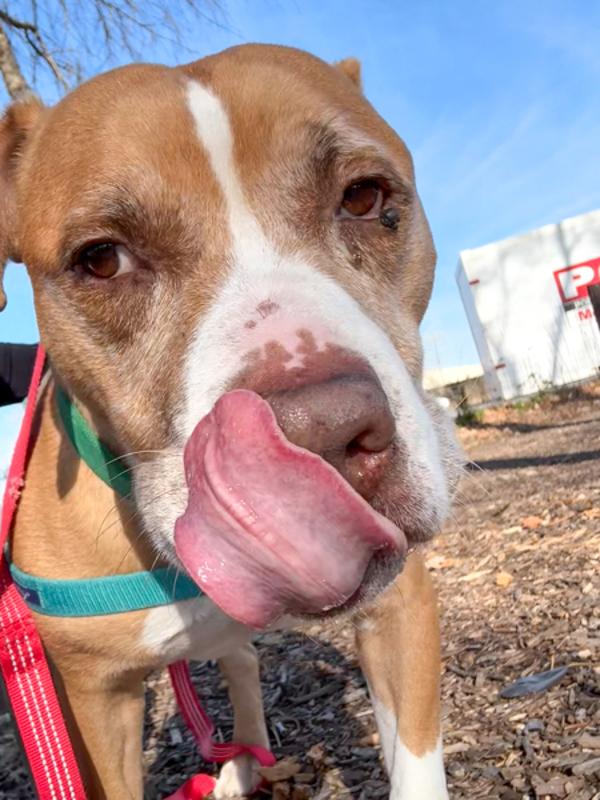 Ebert, Adoptable, Senior Male Pit Bull Terrier.