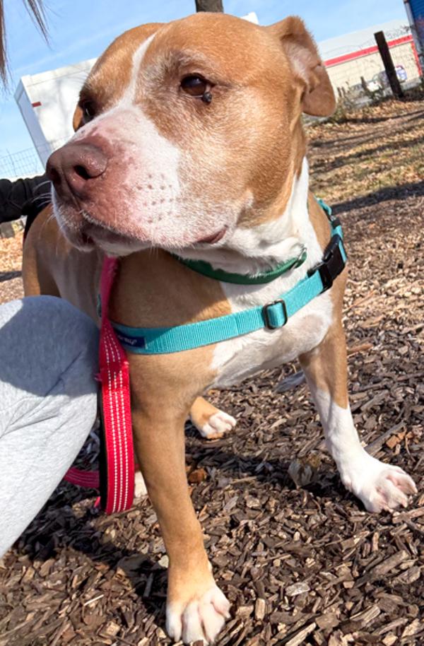 Enlarge Ebert, a Adoptable mixed breed in Des Moines, IA image 2/6